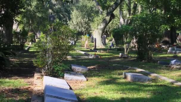 南部の墓地には 生きたオークの木がある 高品質の4K映像 — ストック動画