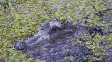 Atchafalaya 'da Amerikan timsahı yağmurda bataklıkta. Yüksek kalite 4k görüntü