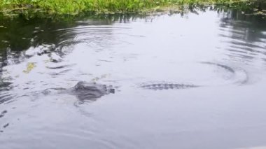 Atchafalaya 'da Amerikan timsahı yağmurda bataklıkta. Yüksek kalite 4k görüntü