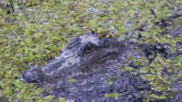 Американский Аллигатор Атчафалайе Болото Дождь Высококачественные Кадры — стоковое видео