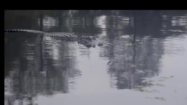 Americký Aligátor Bažině Atchafalaya Dešti Vysoce Kvalitní Záběry — Stock video