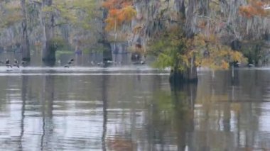 Atchafalaya bataklığında vahşi ördekler. Atchafalaya sonbaharda bataklık teknesinin bataklık görüntüleri. Yüksek kalite 4k görüntü