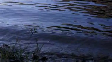 Atchafalaya sonbaharda bataklık teknesinin bataklık görüntüleri. Yüksek kalite 4k görüntü