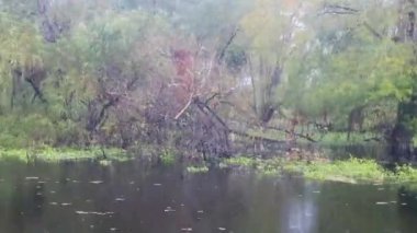 Atchafalaya sonbaharda bataklık teknesinin bataklık görüntüleri. Yüksek kalite 4k görüntü