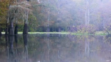 Atchafalaya sonbaharda bataklık teknesinin bataklık görüntüleri. Yüksek kalite 4k görüntü