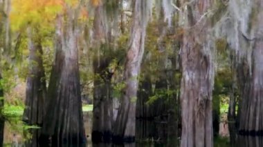 Atchafalaya sonbaharda bataklık teknesinin bataklık görüntüleri. Yüksek kalite 4k görüntü