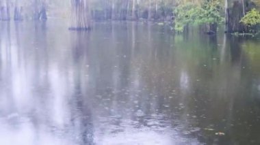 Atchafalaya sonbaharda bataklık teknesinin bataklık görüntüleri. Yüksek kalite 4k görüntü