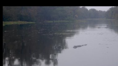 Atchafalaya 'da Amerikan timsahı yağmurda bataklıkta. Yüksek kalite 4k görüntü