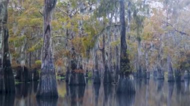 Atchafalaya sonbaharda bataklık teknesinin bataklık görüntüleri. Yüksek kalite 4k görüntü