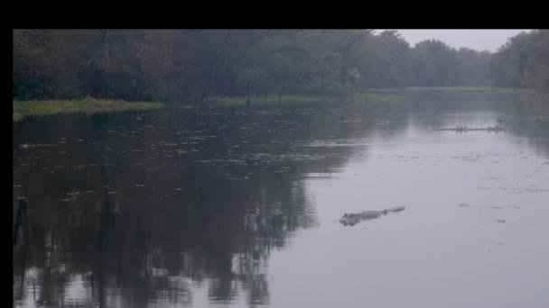 Amerykański Aligator Bagnach Atchafalaya Deszczu Wysokiej Jakości Materiał — Wideo stockowe