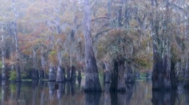 Atchafalaya sonbaharda bataklık teknesinin bataklık görüntüleri. Yüksek kalite 4k görüntü