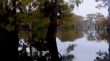 Atchafalaya sonbaharda bataklık teknesinin bataklık görüntüleri. Yüksek kalite 4k görüntü