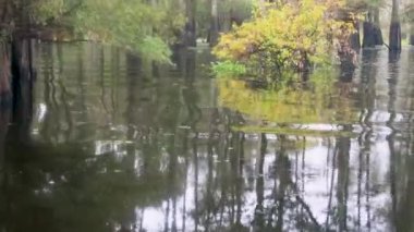 Atchafalaya sonbaharda bataklık teknesinin bataklık görüntüleri. Yüksek kalite 4k görüntü