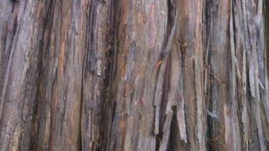 Atchafalaya sonbaharda bataklık teknesinin bataklık görüntüleri. Yüksek kalite 4k görüntü