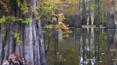 Atchafalaya sonbaharda bataklık teknesinin bataklık görüntüleri. Yüksek kalite 4k görüntü