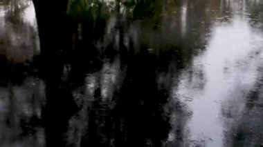 Atchafalaya sonbaharda bataklık teknesinin bataklık görüntüleri. Yüksek kalite 4k görüntü