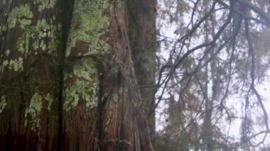 Atchafalaya sonbaharda bataklık teknesinin bataklık görüntüleri. Yüksek kalite 4k görüntü