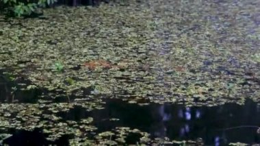 Atchafalaya sonbaharda bataklık teknesinin bataklık görüntüleri. Yüksek kalite 4k görüntü