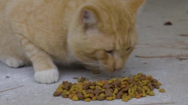 Sarı tekir kedi yakından yiyor. Yüksek kalite 4k görüntü