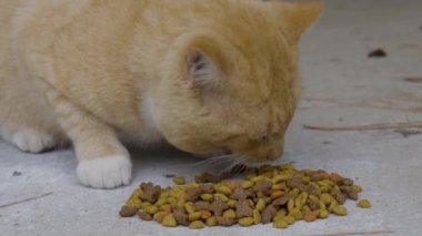 Sarı tekir kedi yakından yiyor. Yüksek kalite 4k görüntü