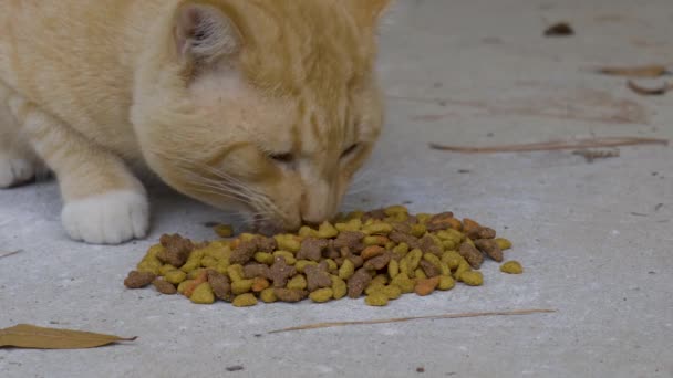 노란색 Tabby 고양이는 가까이 고품질 — 비디오