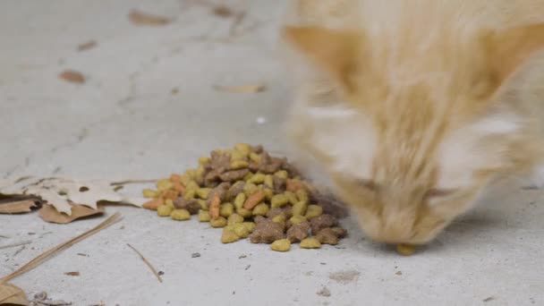 イエロー タビー キャットが近くで食事をしている 高品質の4K映像 — ストック動画