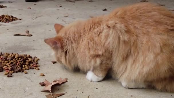 Żółty Kot Jadł Bliska Wysokiej Jakości Materiał — Wideo stockowe