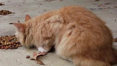 Sarı tekir kedi yakından yiyor. Yüksek kalite 4k görüntü