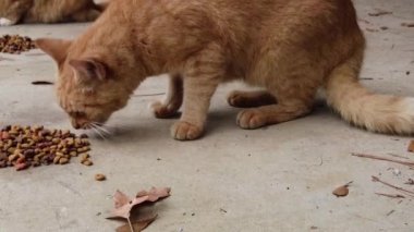 Sarı tekir kedi yakından yiyor. Yüksek kalite 4k görüntü