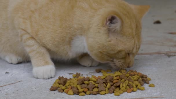 Amarelo Gato Tabby Comer Perto Imagens Alta Qualidade — Vídeo de Stock
