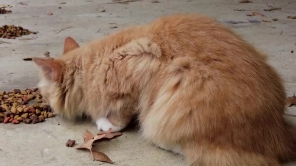 Amarelo Gato Tabby Comer Perto Imagens Alta Qualidade — Vídeo de Stock