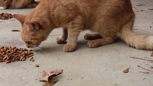 Gelbe Gestromte Katze Die Aus Nächster Nähe Frisst Hochwertiges Filmmaterial — Stockvideo
