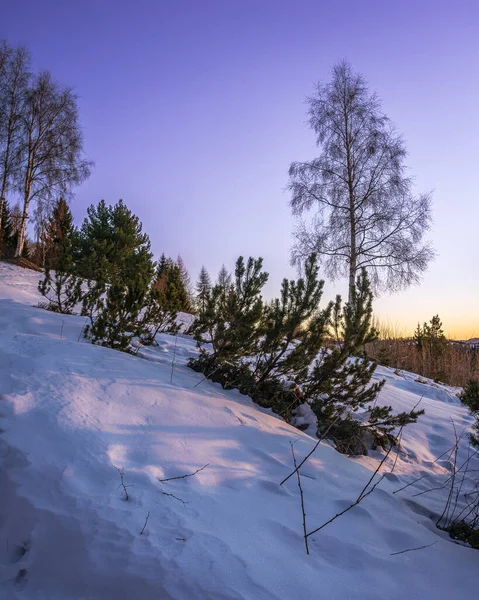 İHA ile İtalya 'daki Lancia grubunda hava görüntüsü. Kışın ortasında biraz kar mevcuttur ve arka planda bir huş ağacının göze çarptığı klasik alp bitkisi mevcuttur. Alacakaranlıkta gökyüzü kırmızı ve maviye döner, karı da renklendirir.