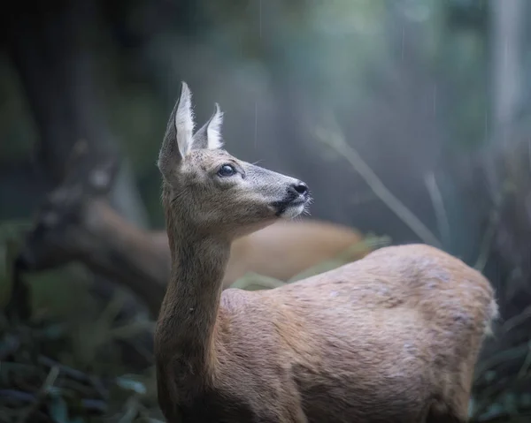 사슴의 클로즈업 호기심 야생과 환경에서 시작되는 마지막 시간에 — 스톡 사진