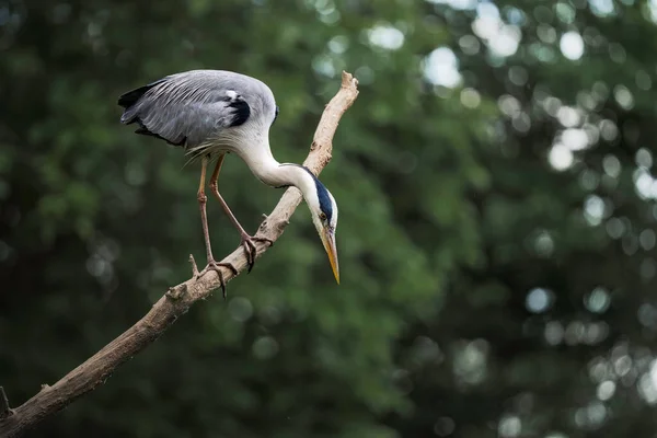 Gri balıkçıl, bir göletin ıssız bir dalında duruyor. Avlanma safhasında avlanmak için suya dalmaya hazır.