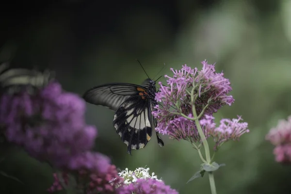 Kırmızı noktalı tek bir siyah beyaz kelebeğin yakın plan görüntüsü. Mor ve beyaz bir çiçeğin üzerinde duruyor.