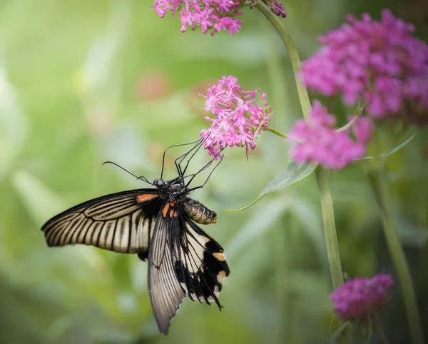 Kırmızı noktalı tek bir siyah beyaz kelebeğin yakın plan görüntüsü. Mor ve beyaz bir çiçeğin üzerinde duruyor.