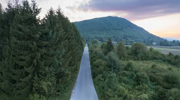 Köknar ağaçları ve bitkilerden oluşan sık bir ormanın içinden geçen bir asfalt şeridi arka planda bir dağ ve İHA ile çekilmiş bazı evler