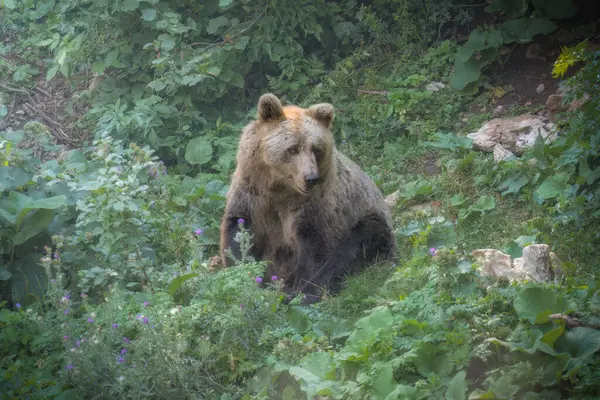 Hırvatların ormanında büyük sıcaktan dolayı bir çayırda oturan kahverengi ayıyla karşılaşan Boz ayı, beni meraklı bir hava ve orta boylu, dost canlısı bir erkek ayıyla izliyor.