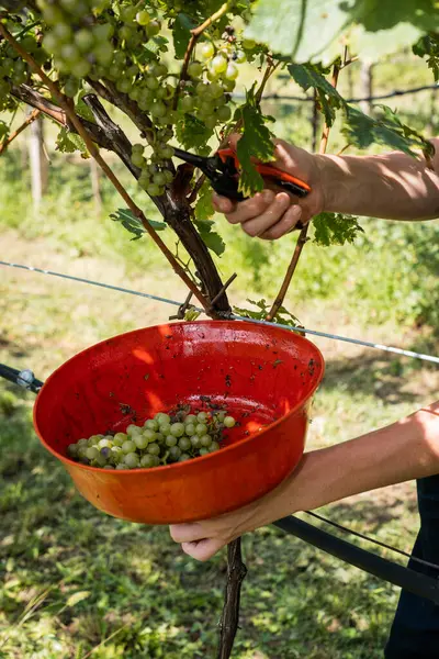 Kırsal kesimde üzüm toplama anı. Güzel bir gün, ağustos ayının sonlarında, çeşitli yaşlardan gelen bir grup insan tarafından yapılan hasat. Kara kaliteli üzümler dolu tarafından zarar görmüş.