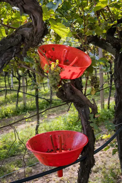 Kırsal kesimde üzüm toplama anı. Güzel bir gün, ağustos ayının sonlarında, çeşitli yaşlardan gelen bir grup insan tarafından yapılan hasat. Kara kaliteli üzümler dolu tarafından zarar görmüş.