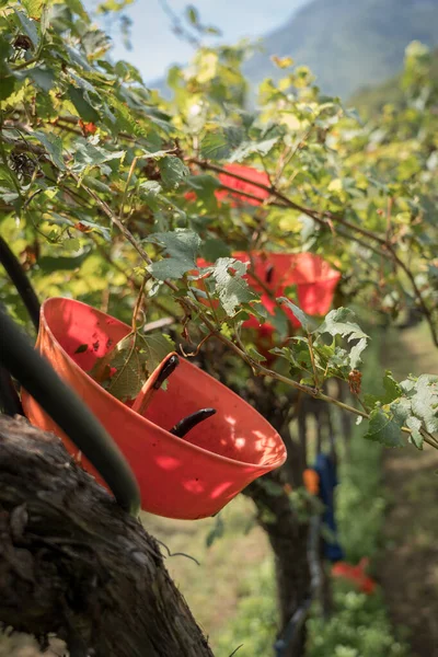 Kırsal kesimde üzüm toplama anı. Güzel bir gün, ağustos ayının sonlarında, çeşitli yaşlardan gelen bir grup insan tarafından yapılan hasat. Kara kaliteli üzümler dolu tarafından zarar görmüş.