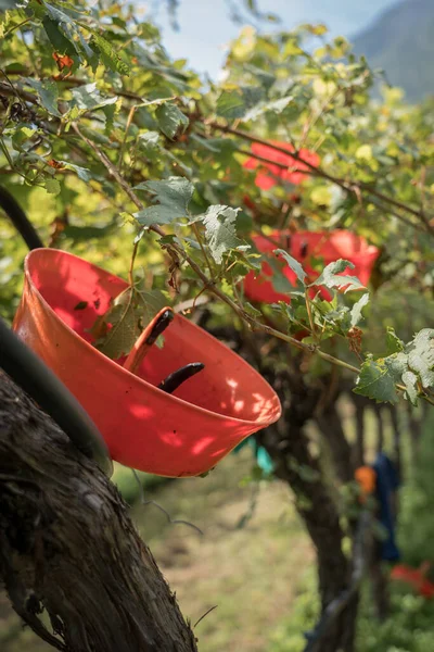 Kırsal kesimde üzüm toplama anı. Güzel bir gün, ağustos ayının sonlarında, çeşitli yaşlardan gelen bir grup insan tarafından yapılan hasat. Kara kaliteli üzümler dolu tarafından zarar görmüş.
