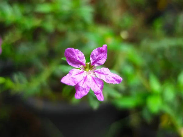 自然の日光に咲く紫の花 — ストック写真