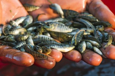 Genetik olarak Geliştirilmiş Çiftlik Tilapia Fry
