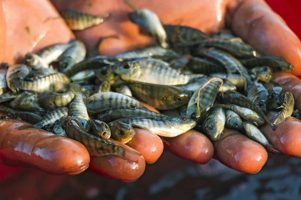 Genetik olarak Geliştirilmiş Çiftlik Tilapia Fry