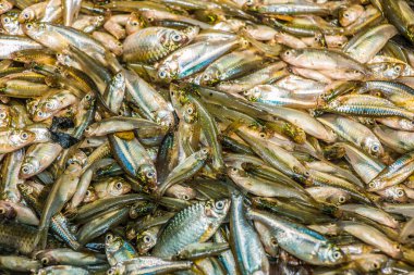 Buzun üzerindeki farklı türde küçük yerel balıklar.