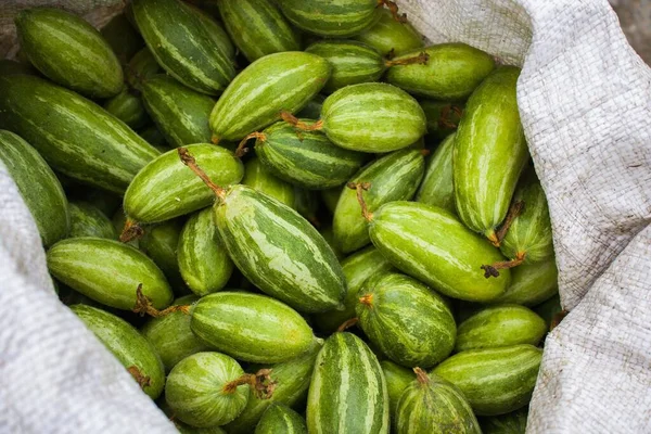 Sivri su kabağını kapat