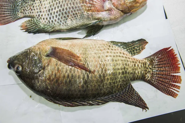 Hastalık diseksiyonu için Tilapia diseksiyonu. 