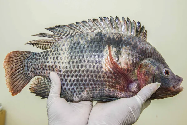 Hastalık diseksiyonu için Tilapia diseksiyonu. 